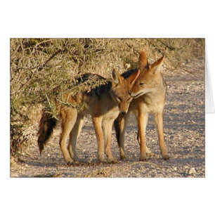 Love is in the air (Jackals) Card