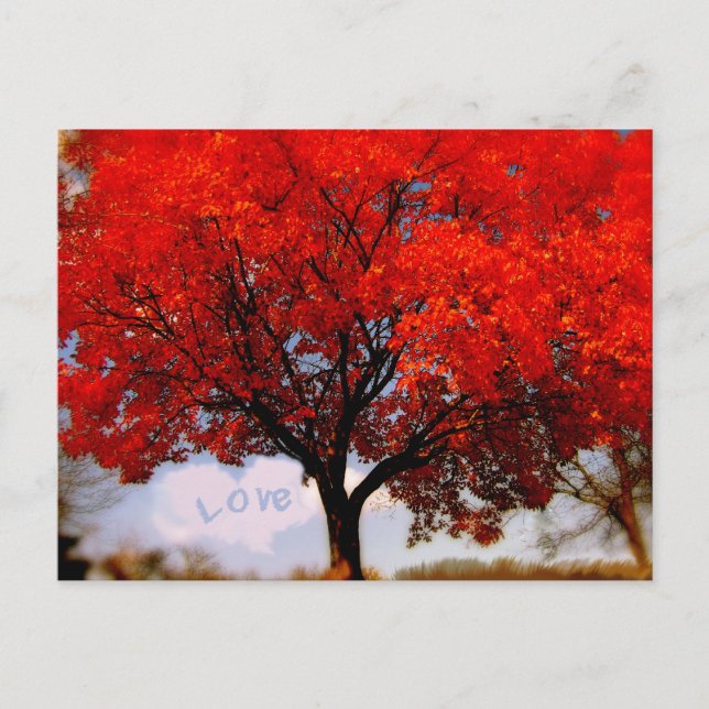 Love is in the Air Red Fall Tree Postcard (Front)