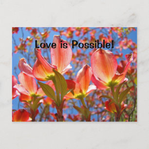 Love is Possible! postcards Pink Dogwood Flowers