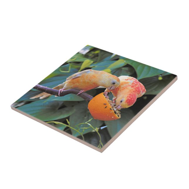 Love is Sharing: Yellow Turquoisine Parakeets Ceramic Tile (Side)