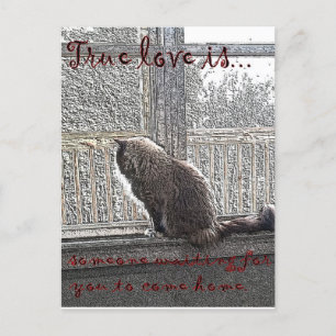 love is waiting postcard