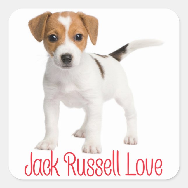 Love Jack Russell Terrier Puppy Dog Square Sticker (Front)