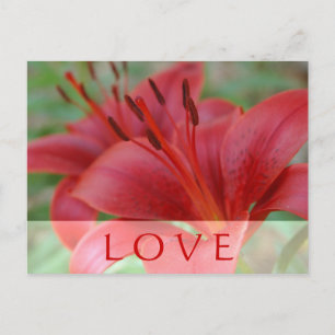 Love Lily Postcard
