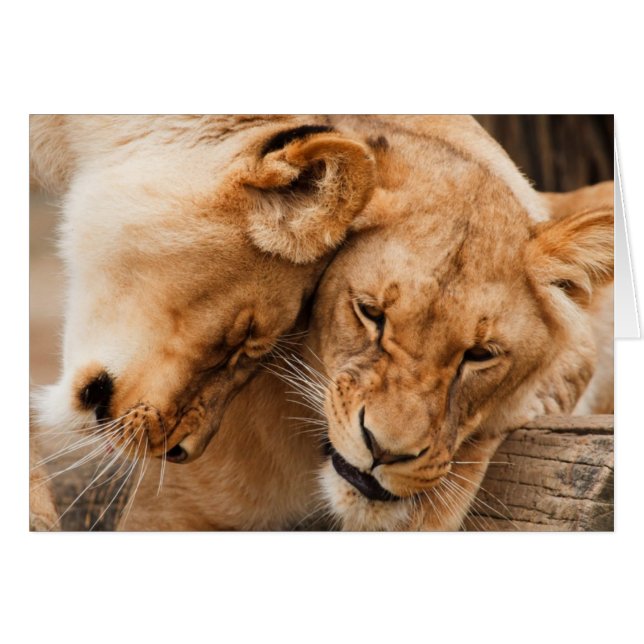 Love Lions cuddling animals wildlife (Front Horizontal)
