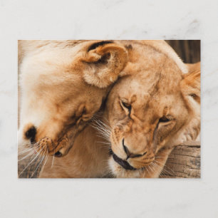 Love Lions cuddling animals wildlife Postcard