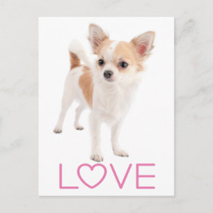 Love Long Hair Chihuahua Puppy Dog Post Card