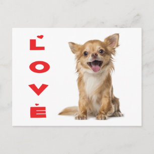 Love Long Hair Chihuahua Puppy Dog Post Card