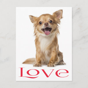 Love Long Hair Chihuahua Puppy Dog Post Card
