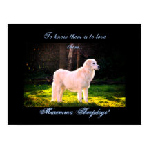 Love Maremma sheepdogs II