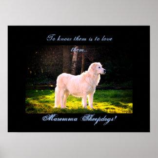 Love Maremma sheepdogs II Poster