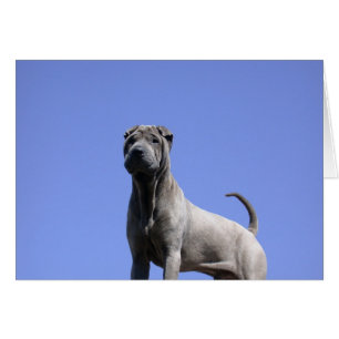 Love Me, Love My Dog...