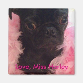 Love, Miss Harley Magnet