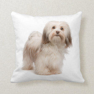 Love My Havanese Pillow