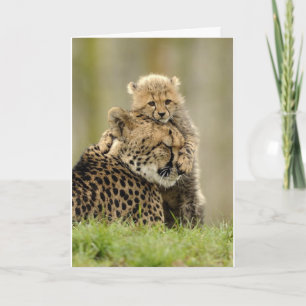 Love My Mummy Holiday Card