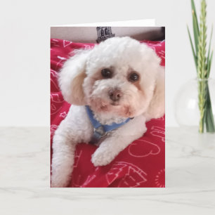 Love My Poodle Greeting Card