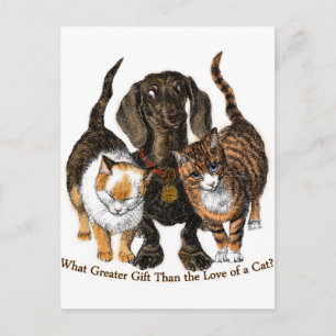 love of a cat postcard