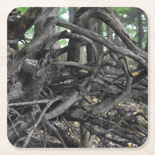 Love of a Fallen Tree Square Paper Coaster (Front)