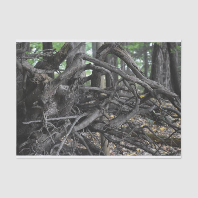 Love of a Fallen Tree Tissue Paper (Front)