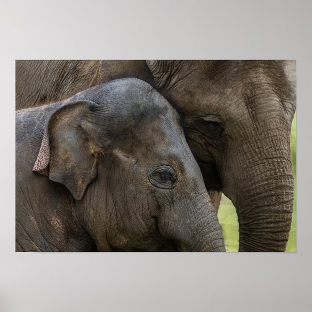 Love Of A Mother Elephant Poster (Front)