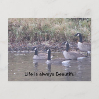 Love of Nature Postcard