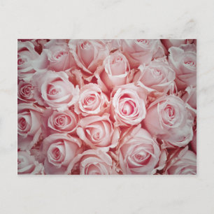 Love on light pink roses background by healinglove postcard