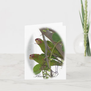 Love Parrots Thank You Card