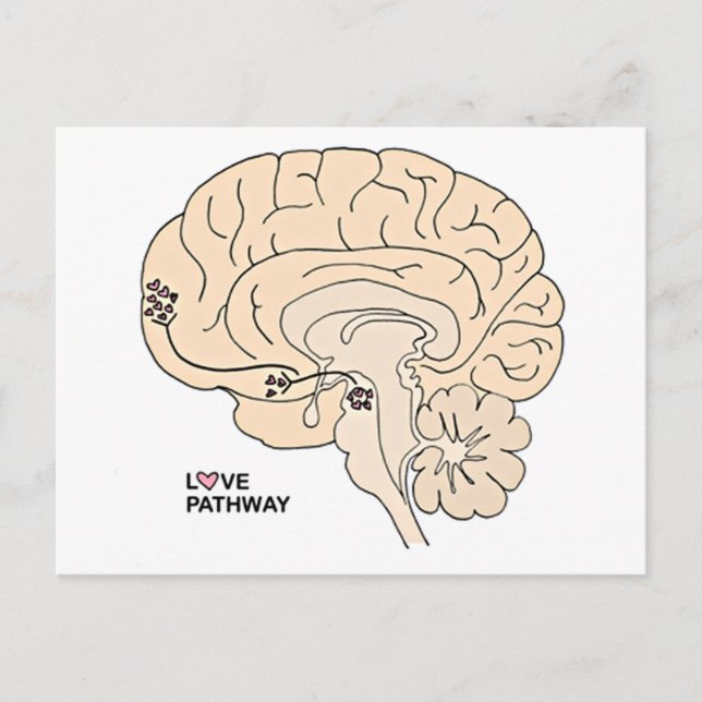 Love Pathway: Love in the Brain Postcard (Front)