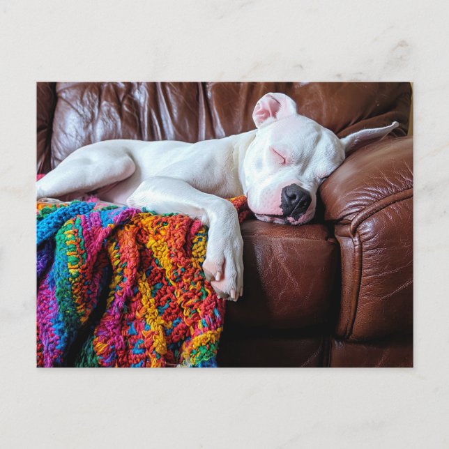 Love Pitbull Dog Sleeping on the Couch Postcard (Front)