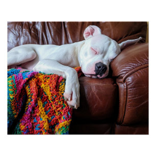 Love Pitbull Dog Sleeping on the Couch Poster