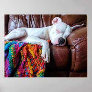 Love Pitbull Dog Sleeping on the Couch Poster