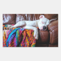 Love Pitbull Dog Sleeping on the Couch