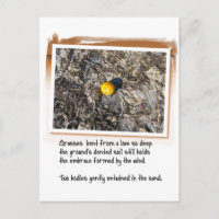Love Poem and Beached Orange
