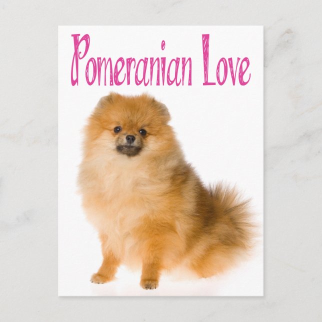 Love Pomeranian Puppy Dog Blank Post Card (Front)