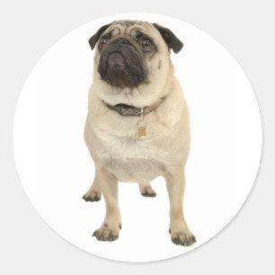 Love Pug Puppy Dog Sticker / Seal