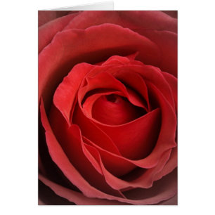 Love Rose Card
