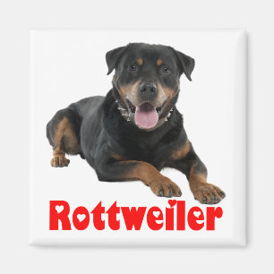 Love Rottweiler Brown & Black Puppy Dog Cartoon Magnet