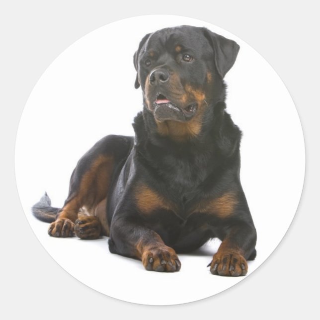 Love Rottweiler Puppy Dog Sticker / Seal (Front)