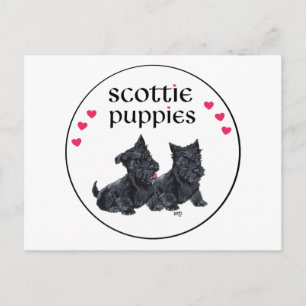 Love Scottie Puppies Valentine Holiday Postcard