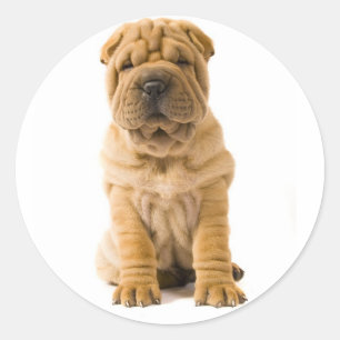 Love Shar Pei Puppy Dog Sticker / Seals