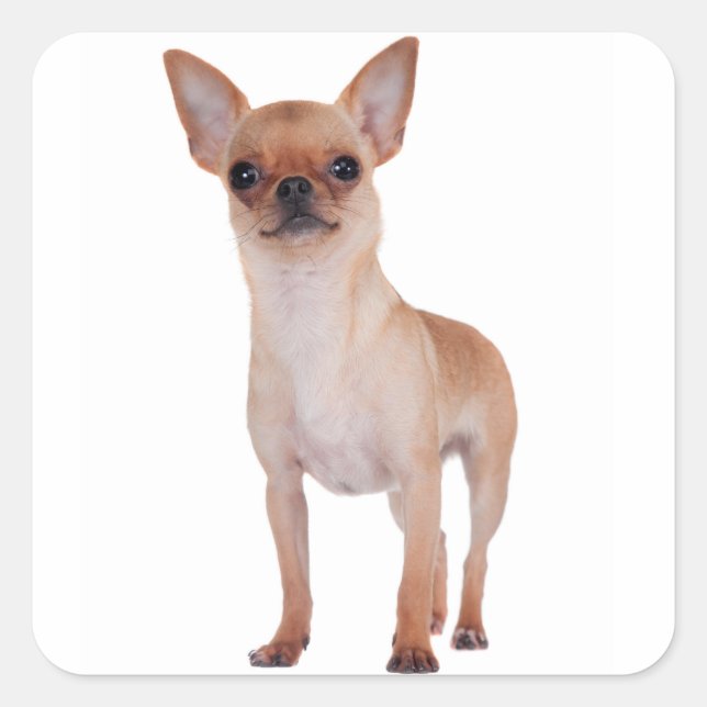 Love Short Hair Chihuahua Puppy Dog Square Sticker (Front)