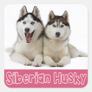 Love Siberian Husky Puppy Dog Greeting Stickers