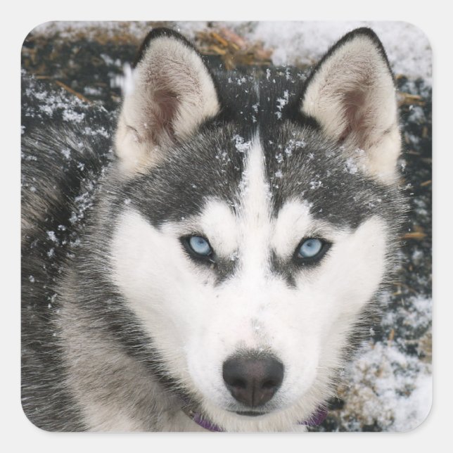 Love Siberian Husky Puppy Dog Greeting Stickers (Front)