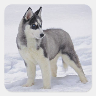 Love Siberian Husky Puppy Dog Greeting Stickers