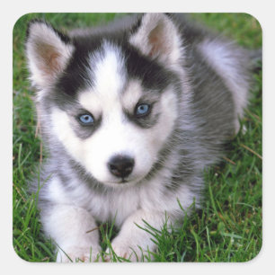 Love Siberian Husky Puppy Dog Greeting Stickers