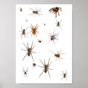 Love Spiders! Poster