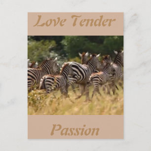 Love tender passion African Zebra cool cards