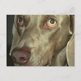 Love Weimeraner  Postcard