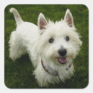 Love West Highland Terrier Puppy Dog Sticker Seal
