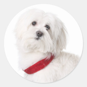 Love White Bichon Frise Puppy Dog Stickers
