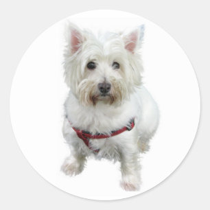 Love White Highland Puppy Dog Sticker / Seal